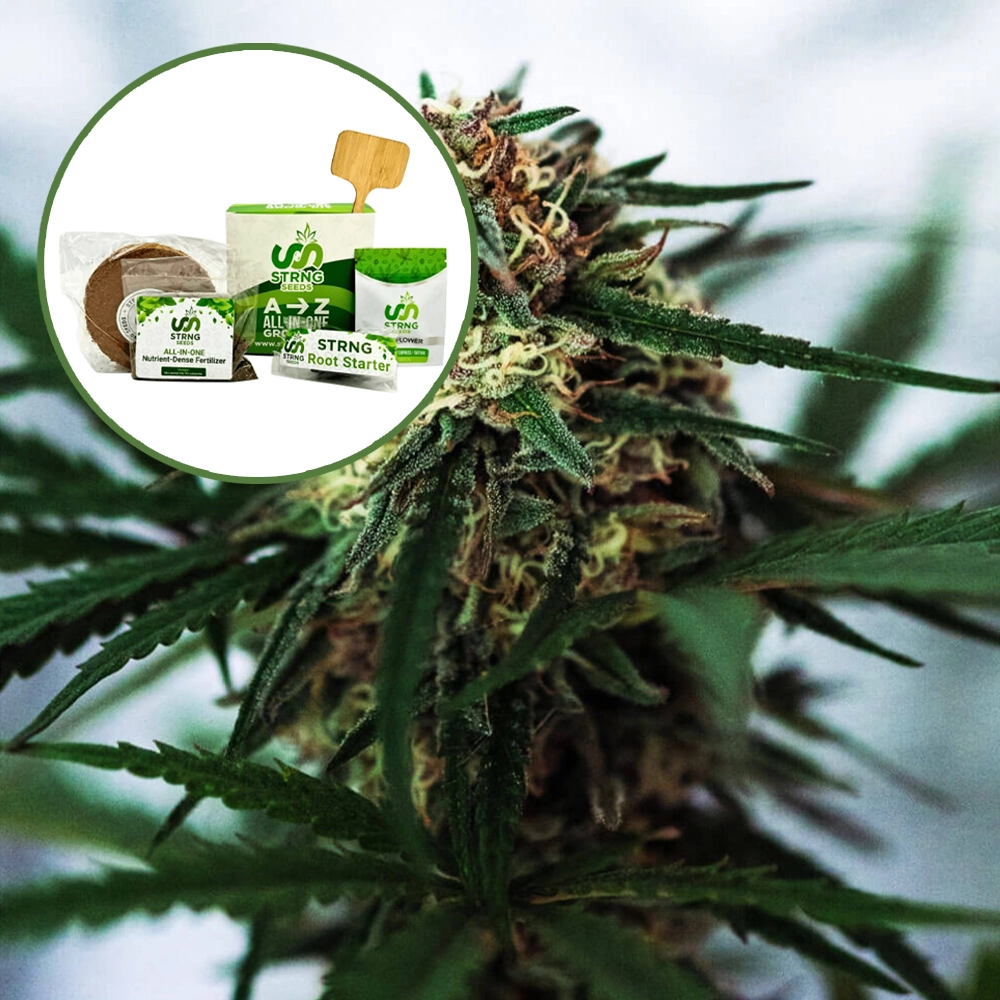 White Truffle Strain Grow Kit