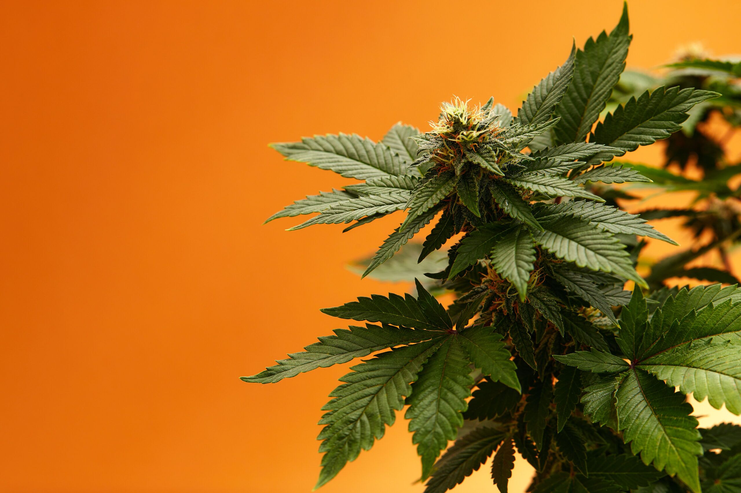 Orange Bud Auto