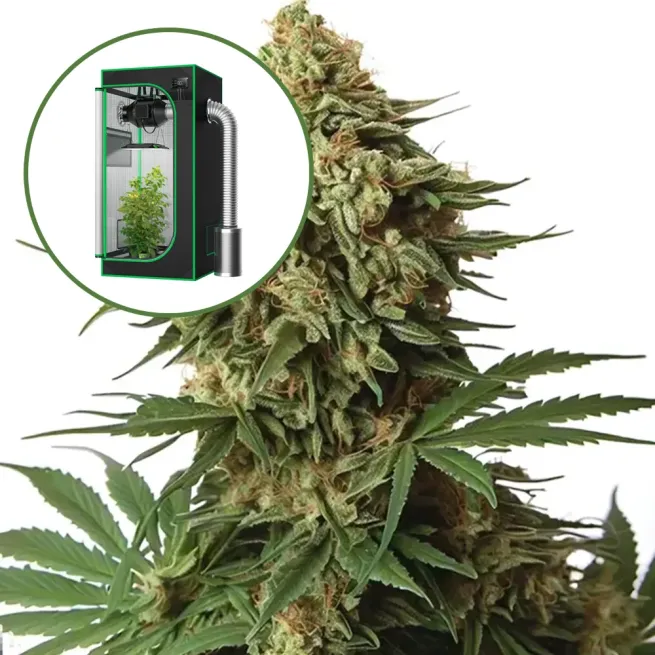 9 lb Hammer Auto Platinum Indoor Grow Bundle