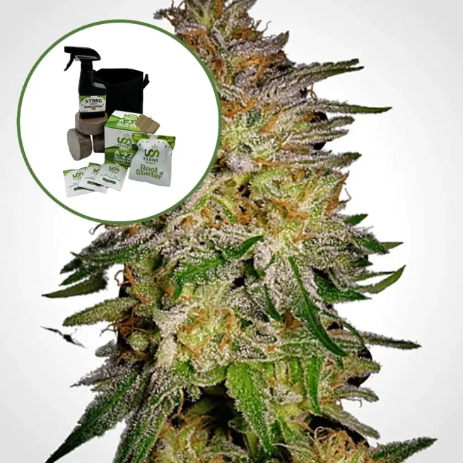 Agent Orange Auto High Yield Grow Kit