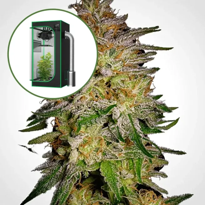 Agent Orange Auto Platinum Indoor Grow Bundle