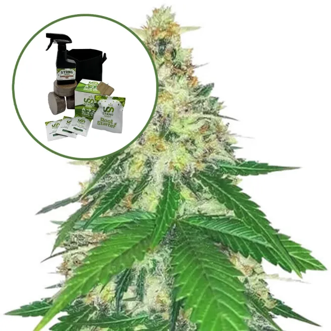 Apple Betty Auto High Yield Grow Kit