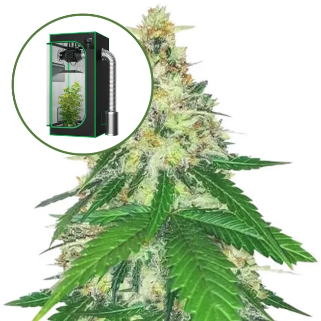 Apple Betty Auto Platinum Indoor Grow Bundle