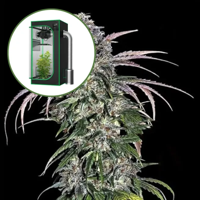 ATF (Alaskan Thunder Fuck) Auto Platinum Indoor Grow Bundle