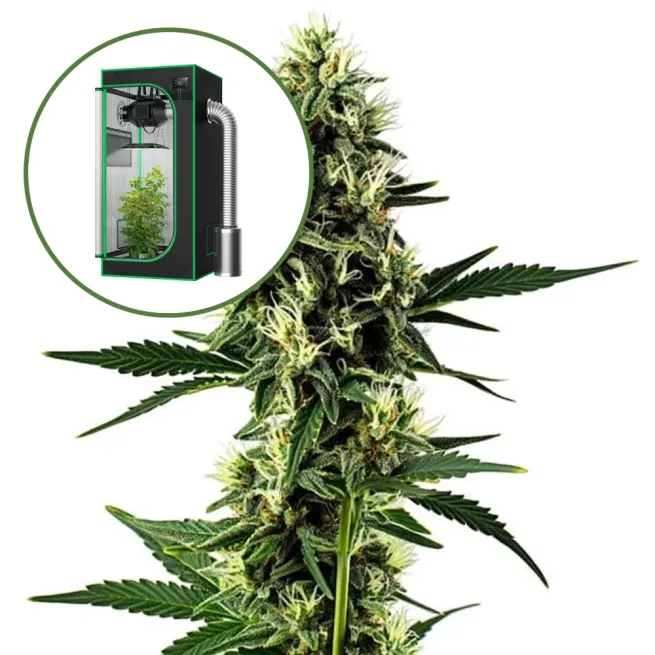 Aurora Indica Auto Platinum Indoor Grow Bundle