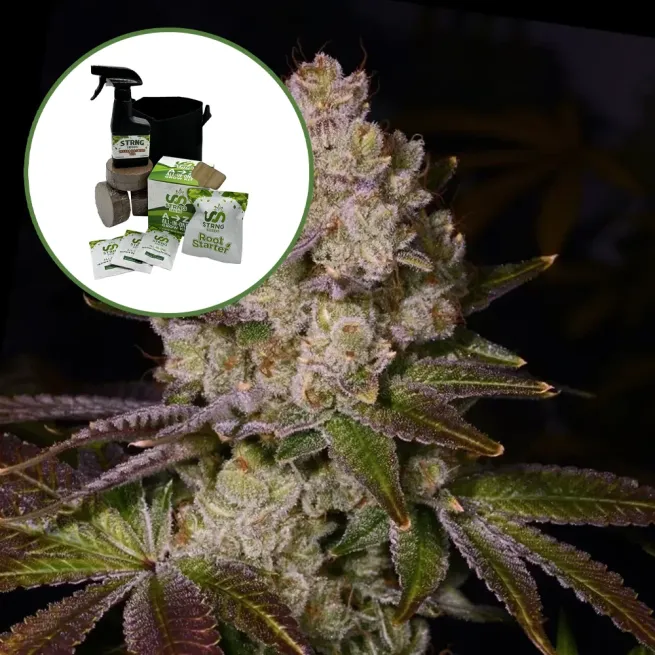 Berry Pie Auto High Yield Grow Kit