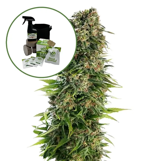 Blue Zkittlez Auto High Yield Grow Kit