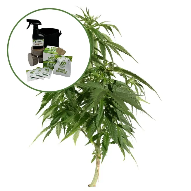 Blueberry Auto High Yield Grow Kit