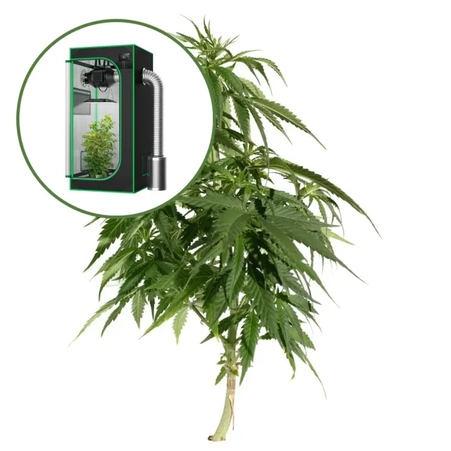 Blueberry Auto Platinum Indoor Grow Bundle