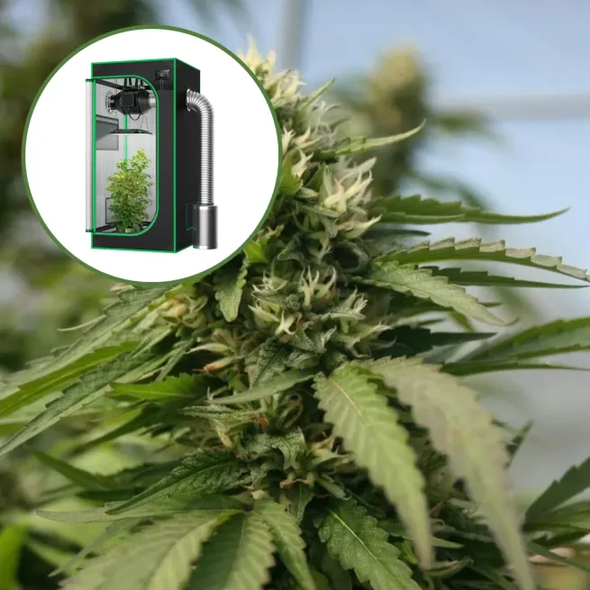 Blueberry Kush x Blackberry Kush Auto Platinum Indoor Grow Bundle