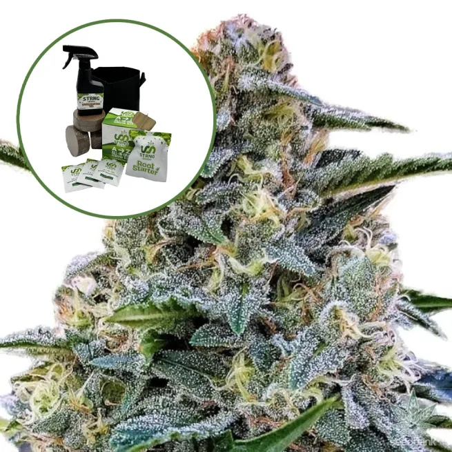Bruce Banner Auto High Yield Grow Kit