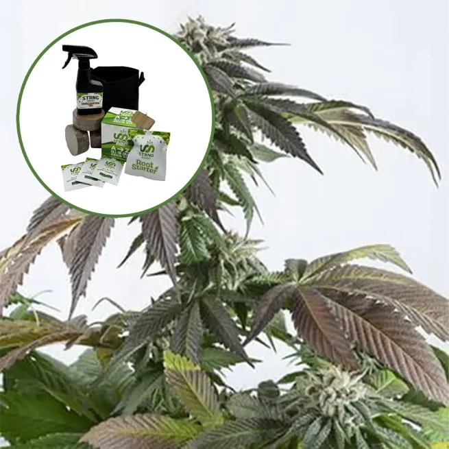 Bubba Kush Auto High Yield Grow Kit