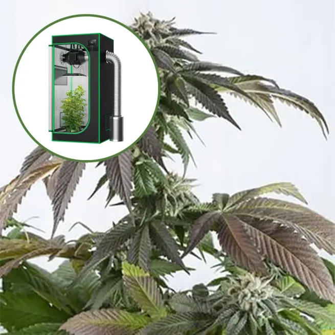Bubba Kush Auto Platinum Indoor Grow Bundle