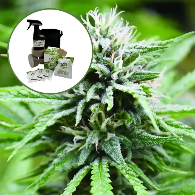 Candyland Auto High Yield Grow Kit