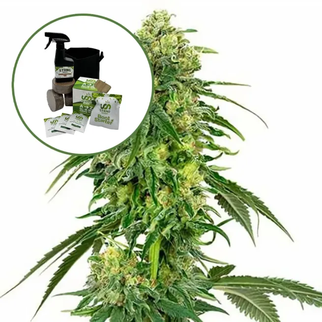 Deadhead OG Auto High Yield Grow Kit
