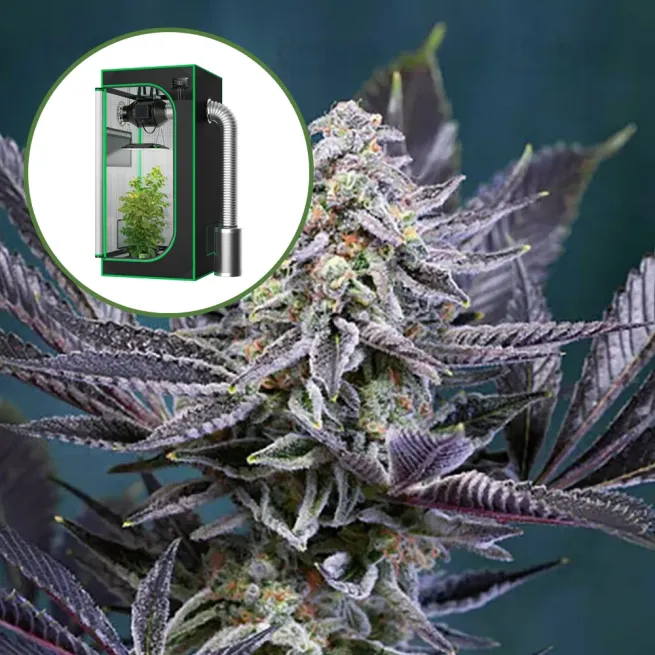 Deep Purple Auto Platinum Indoor Grow Bundle