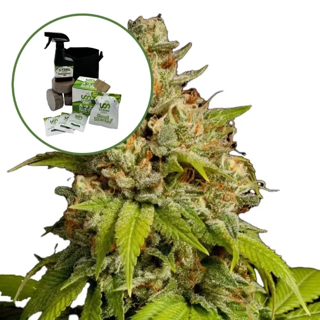 Durban Poison (THCA) Auto High Yield Grow Kit