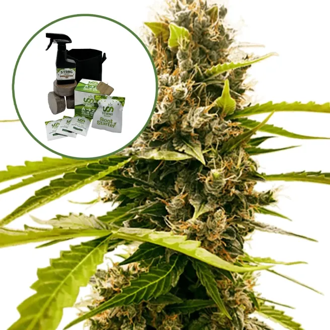 Fat Cheetah Auto High Yield Grow Kit