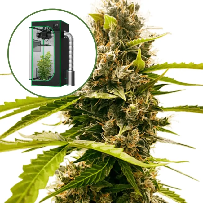 Fat Cheetah Auto Platinum Indoor Grow Bundle
