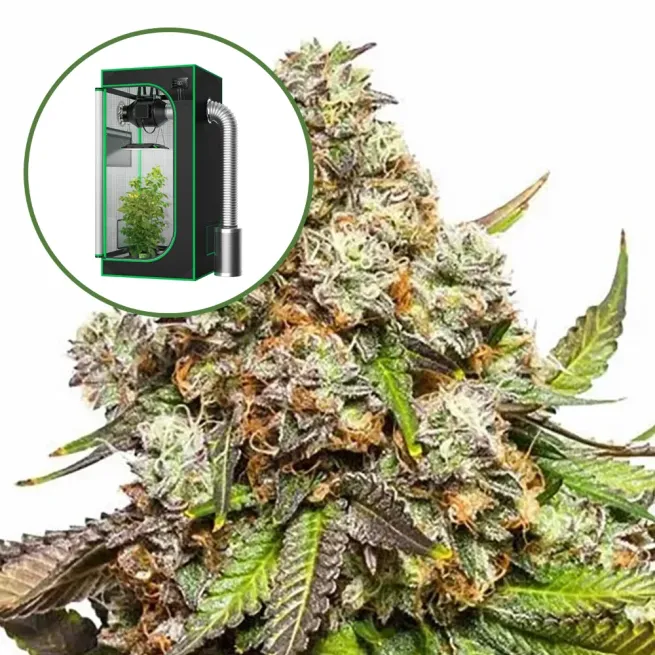 Fruity Pebbles Auto Platinum Indoor Grow Bundle