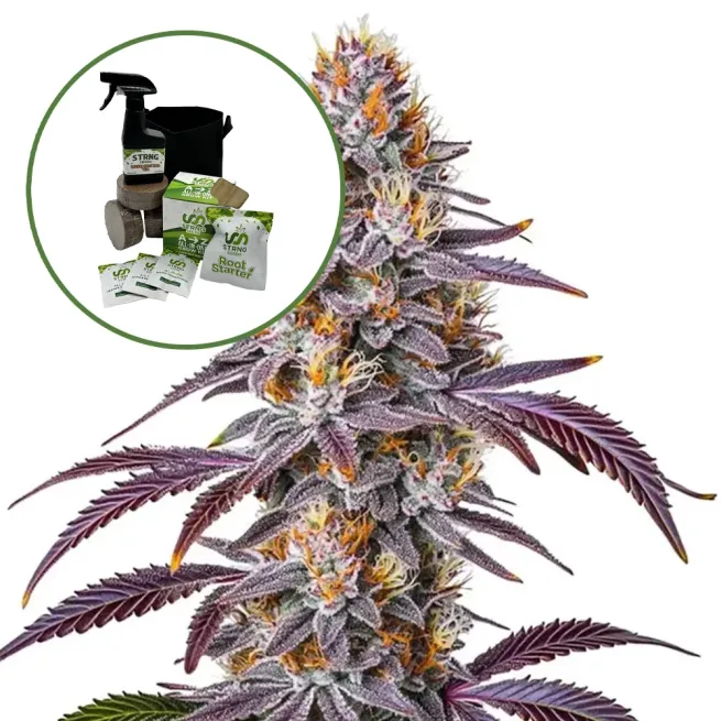 Gelato 33 Auto High Yield Grow Kit