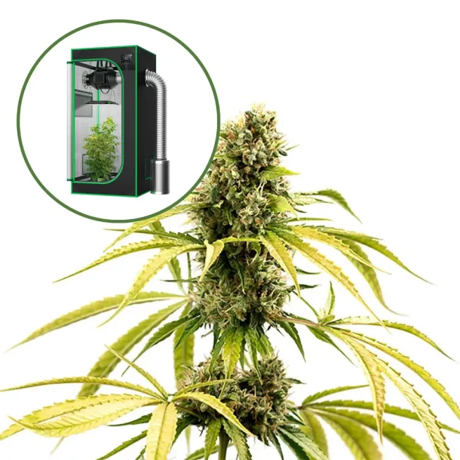 GG4 Auto Platinum Indoor Grow Bundle