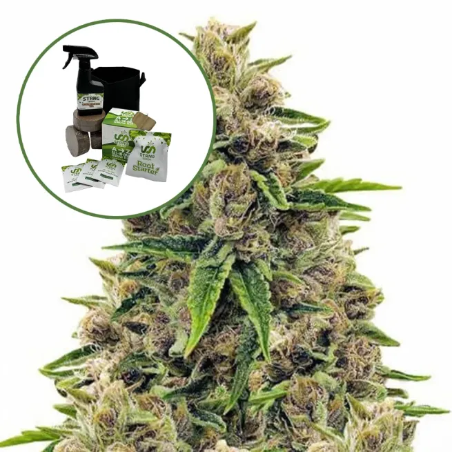 Godfather OG Auto High Yield Grow Kit