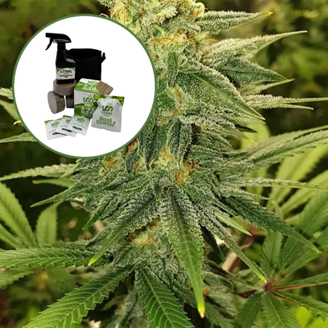 Gold Leaf Auto High Yield Grow Kit