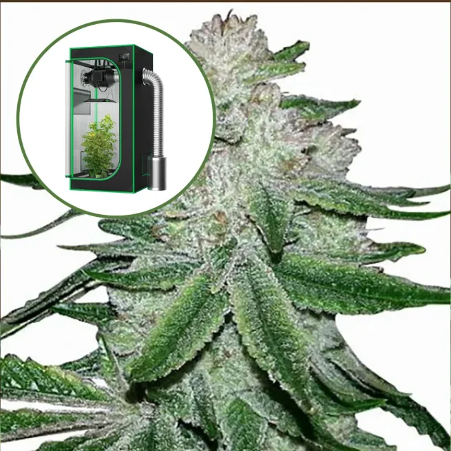 Gorilla Glue #5 Auto Platinum Indoor Grow Bundle