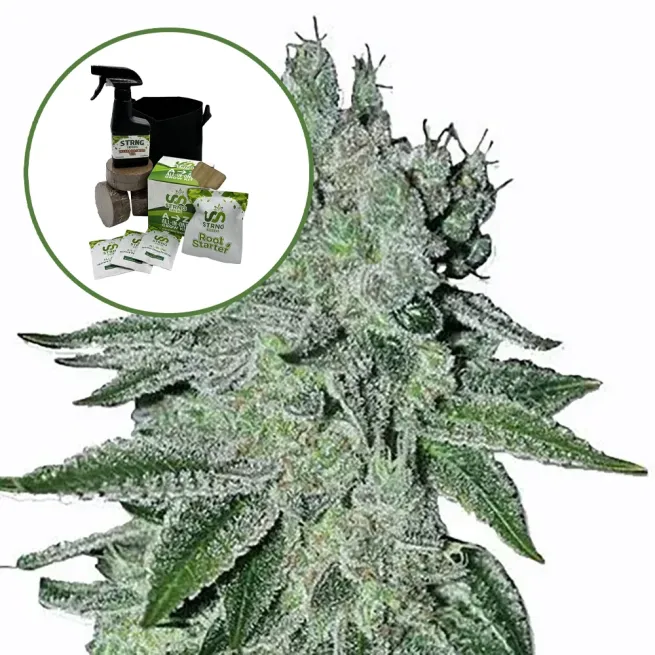 Headband Auto High Yield Grow Kit