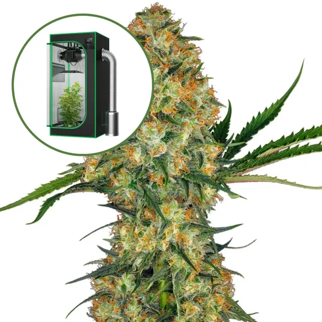 Hindu Kush Auto Platinum Indoor Grow Bundle