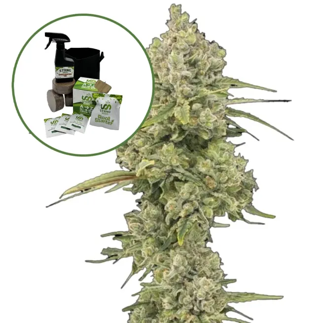 Jack Herer Auto High Yield Grow Kit