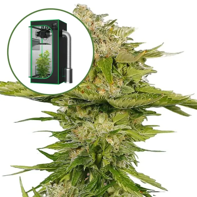 Kandy Kush Auto Platinum Indoor Grow Bundle