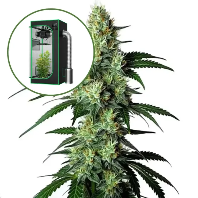 King Louis Auto Platinum Indoor Grow Bundle