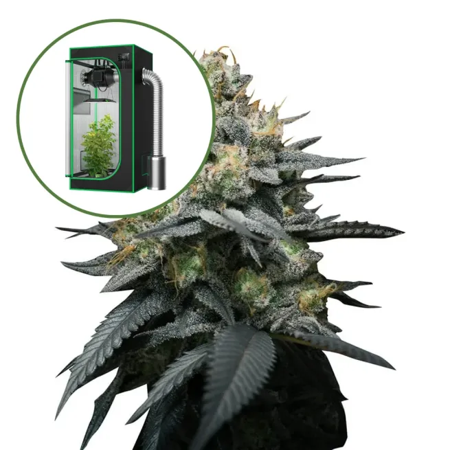 Kush Mint Auto Platinum Indoor Grow Bundle