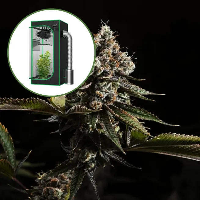 Kush Mountains Auto Platinum Indoor Grow Bundle