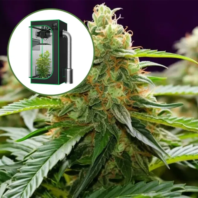 LA Kush Auto Platinum Indoor Grow Bundle