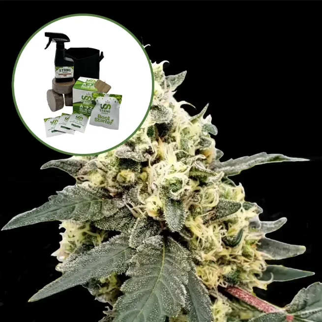 Lemonade Auto High Yield Grow Kit