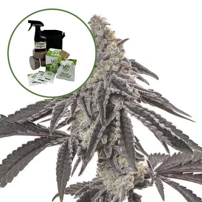 MAC 1 Auto High Yield Grow Kit