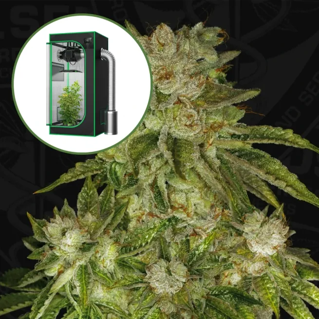MK Ultra Auto Platinum Indoor Grow Bundle