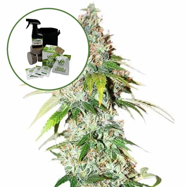 OG Kush Auto High Yield Grow Kit