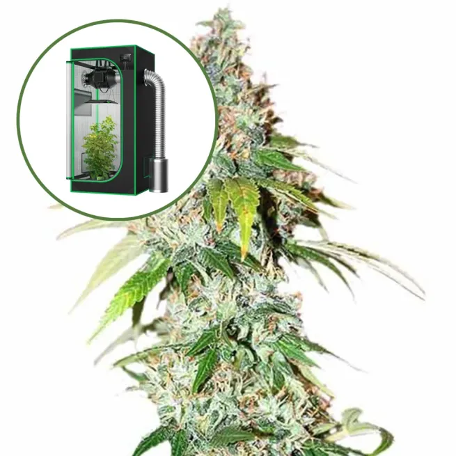 OG Kush Auto Platinum Indoor Grow Bundle