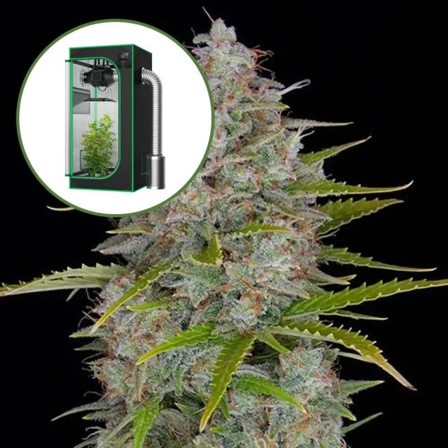 Orange Fuel Auto Platinum Indoor Grow Bundle