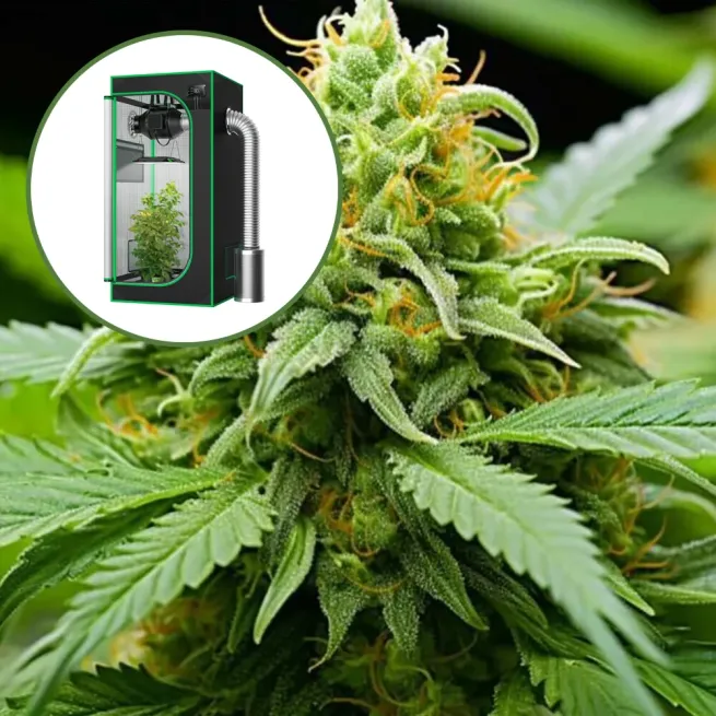 Orange Kush Auto Platinum Indoor Grow Bundle