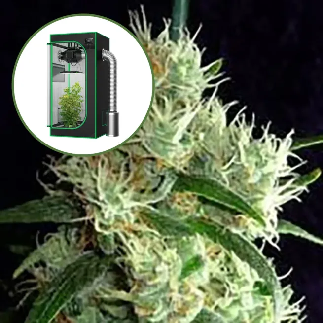 Outer Space Auto Platinum Indoor Grow Bundle