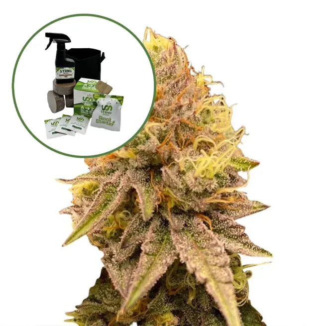 Pineapple Express Auto High Yield Grow Kit