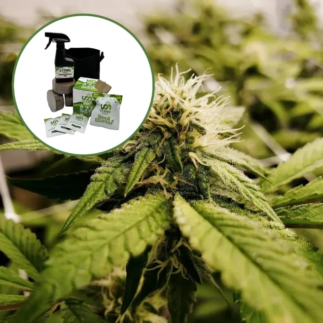 Pineapple Express x Super Lemon Haze Auto High Yield Grow Kit