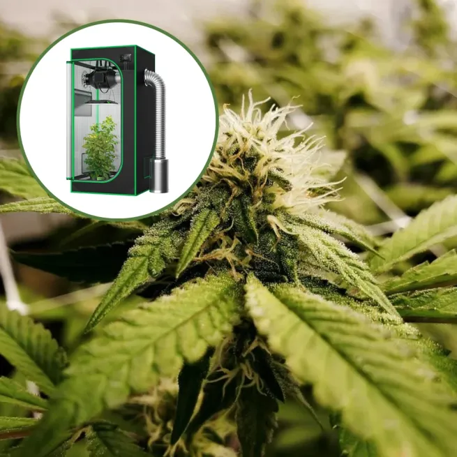 Pineapple Express x Super Lemon Haze Auto Platinum Indoor Grow Bundle