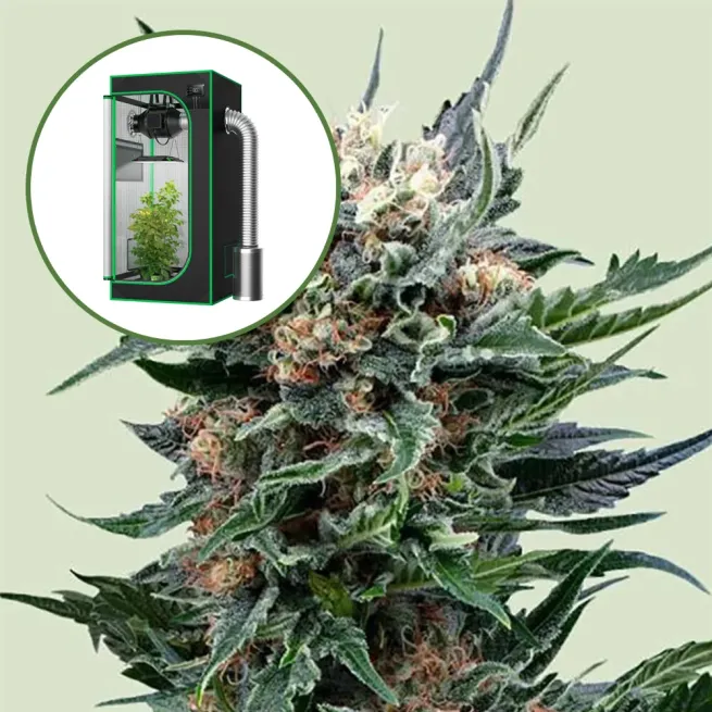 Pink Gorilla Auto Platinum Indoor Grow Bundle