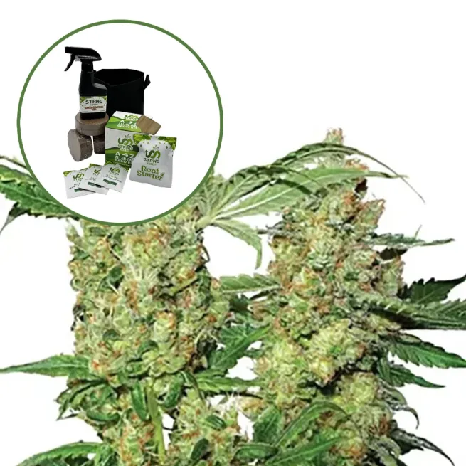 Pure Power OG Auto High Yield Grow Kit